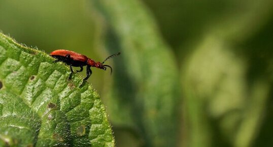 Pyrochroa serraticornis