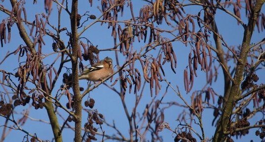 Pinson des arbres posé sur un Aulne glutineux