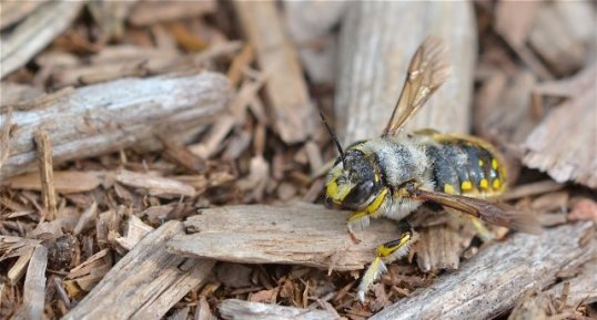 Une Abeille cotonnière (2)