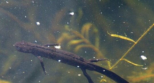 Triton Crêté, Triturus Cristatus