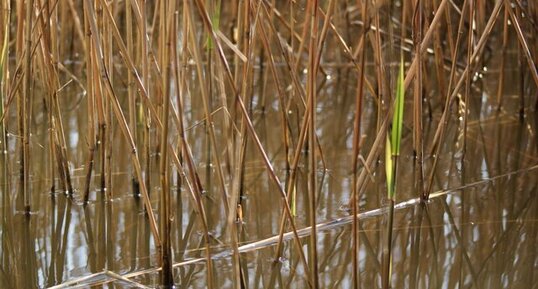 Phragmite les pieds dans l'eau