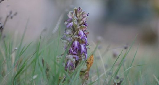 Himantoglossum robertianum