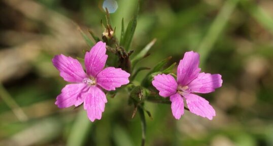 Fleurs d'oeillet armérie