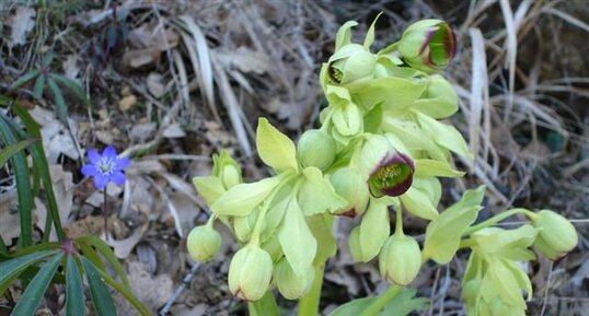 Helleborus foetidus