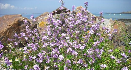 mauve (heureux mariage de la plante et de la roche)