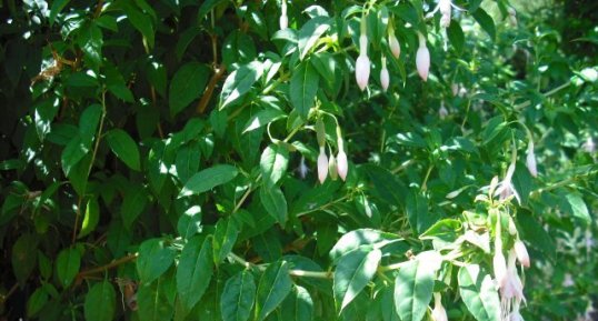 Fuchsia magellanica var. molinae