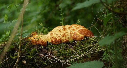 Omelette aux champignons roussie