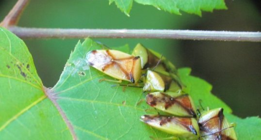 Elasmostethus atricornis