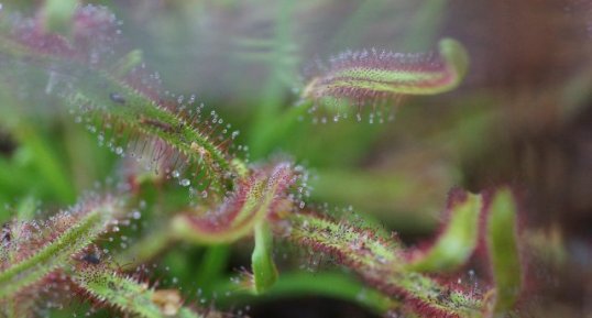 Drosera sp.