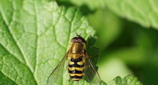 Syrphus sp.