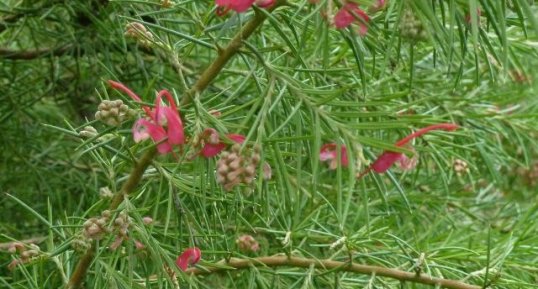 Grevillea rosmarinifolia