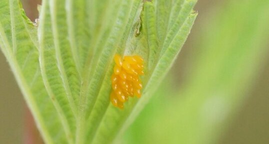 Oeufs de Coccinelle