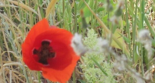 Papaver rhoeas