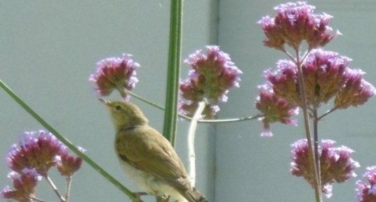 Fauvette des jardins