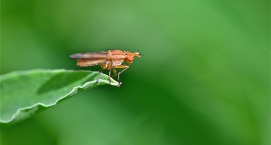 Tetanocera alata