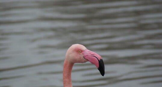 Flamant rose