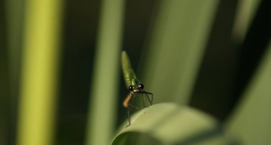 Demoiselle