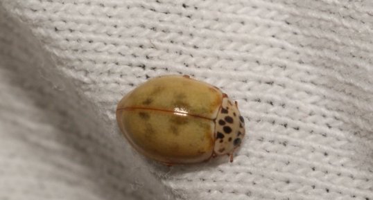 Harmonia quadripunctata