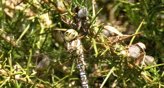 Aeschne bleue femelle - Aeshna cyanea