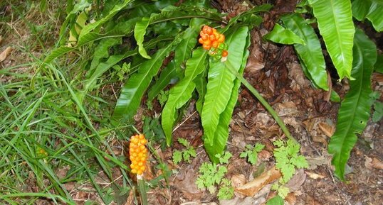 Arum Maculatum.