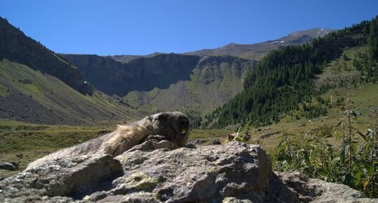 Marmotte des écrins