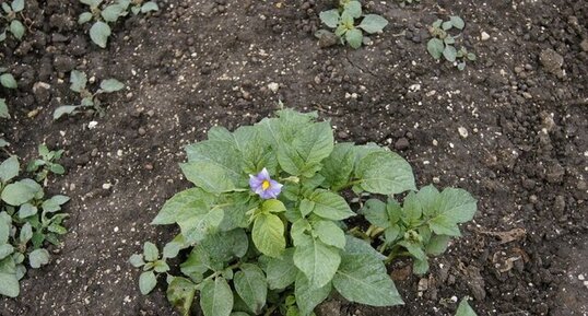 Pomme de terre "Bleue d'Artois"