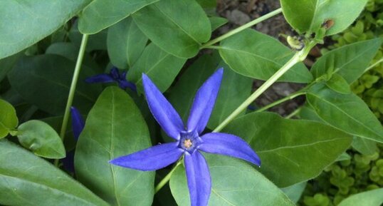 Vinca major var. hirsuta.