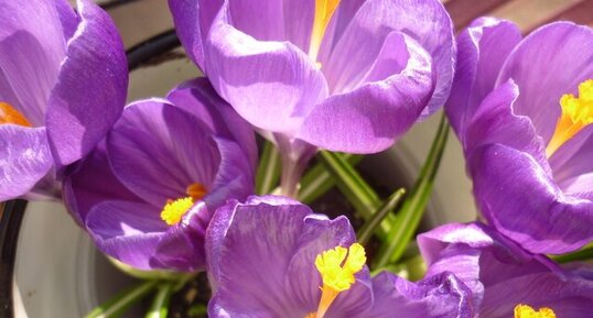 Crocus