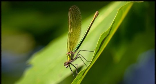 Calopteryx sp.