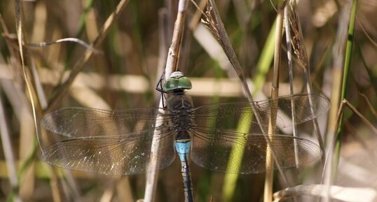 Anax parthénope - mâle