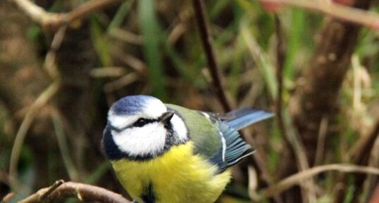 Mésange bleue