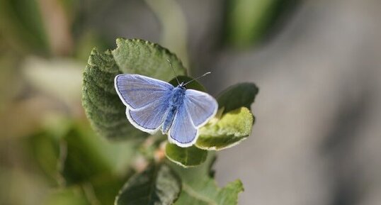 Azuré de la bugrane - Argus bleu