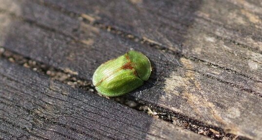 Cassida rubiginosa