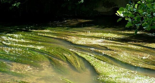 Renoncules d'eau en fleurs