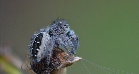 Phidippus purpuratus (1)