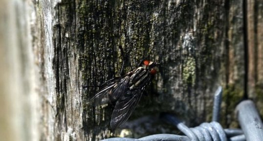 Mouche à damier