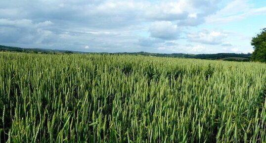 Champ de blé