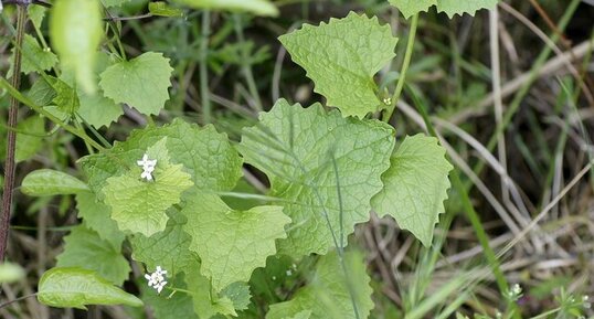 Alliaire officinale - Allaria officinalis