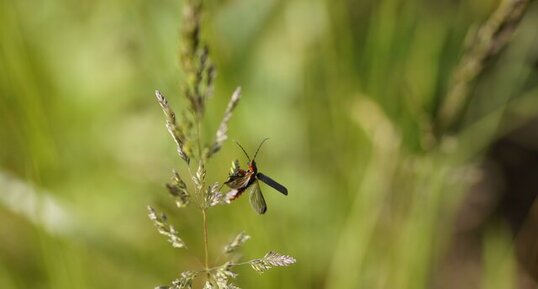 Coléoptère acrobate