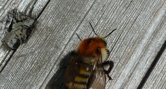 Merodon equestri. Mouche des Narcisses.