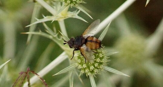 Tachina magnicornis - sous réserve