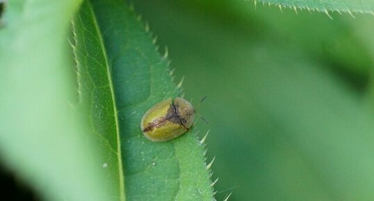 Cassida sanguinosa - sous réserve