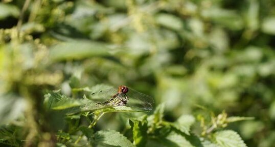 Sympetrum sanguin