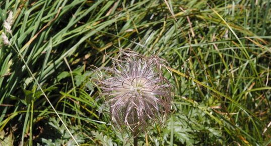 Pulsatile des Alpes