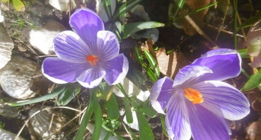 Crocus corsicus