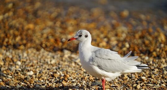 Mouette rieuse