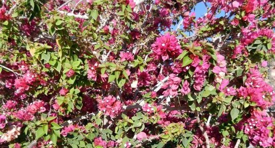 Bougainvillier