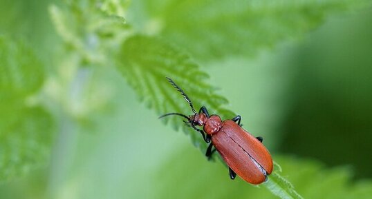 Pyrochroa serraticornis