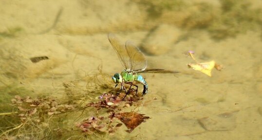 Anax imperator - femelle en train de pondre