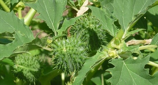 Fruit de la datura